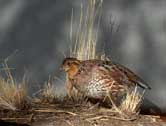 Bobwhite Quail